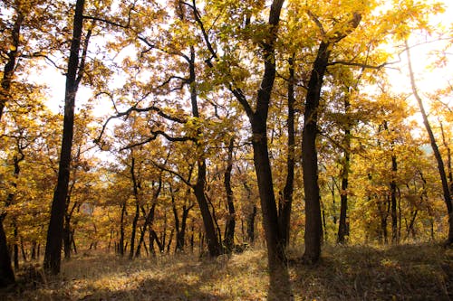 Darmowe zdjęcie z galerii z bujny, drzewa, kolory jesieni