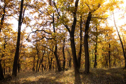 Trees in the Forest