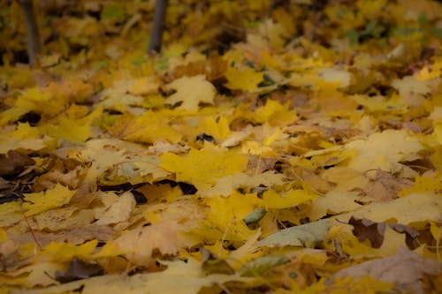 Gratis Fotos de stock gratuitas de arce, de cerca, hojas caídas Foto de stock