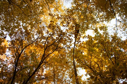 Free Looking up at a canopy of golden autumn leaves in a Czech park, capturing the essence of fall. Stock Photo