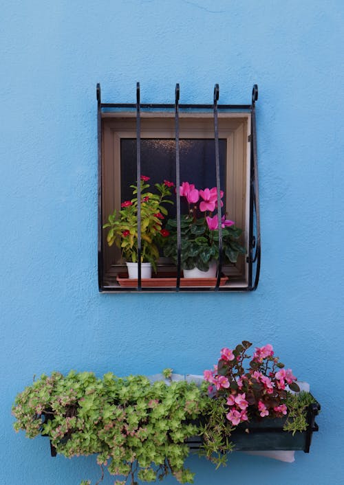Foto stok gratis bunga-bunga, Daun-daun, dinding biru