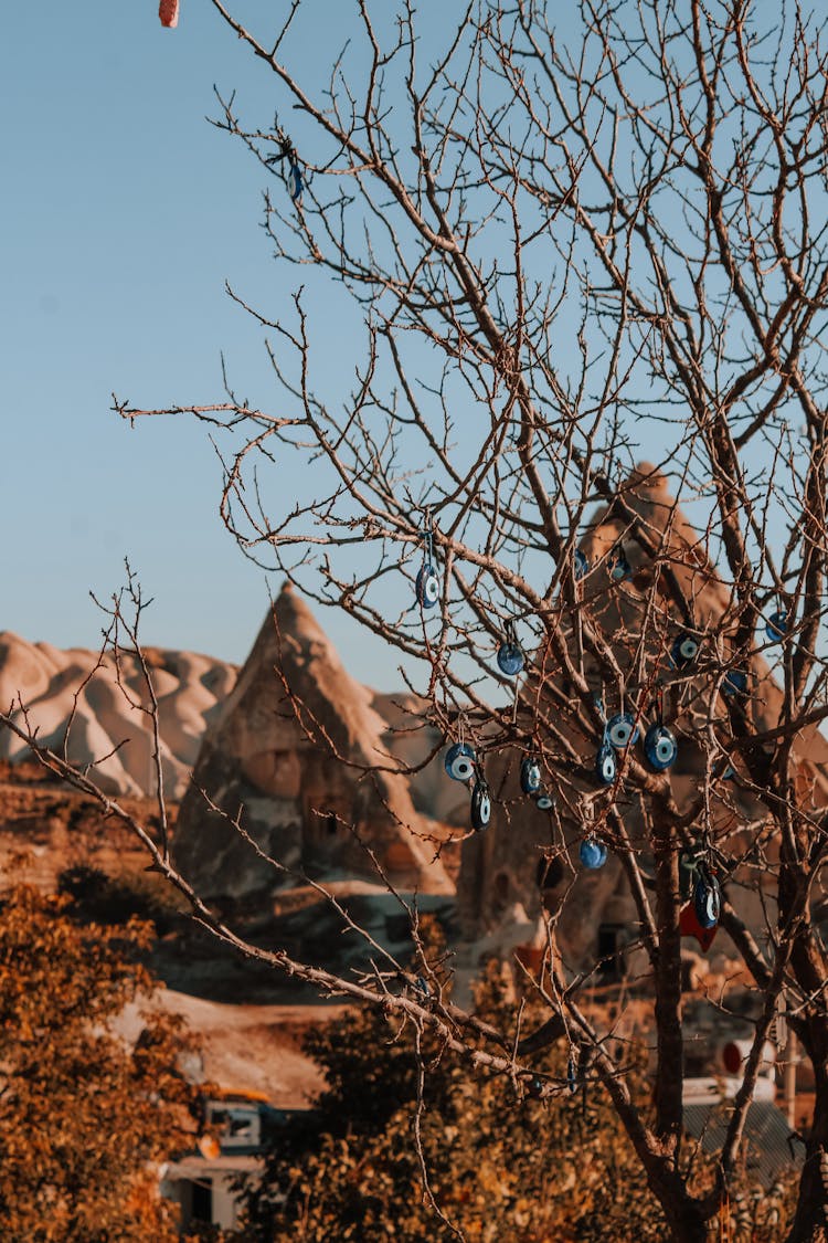 Blue Toy Eyes Hanging On A Leafless Tree