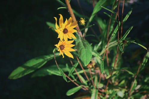 Imagine de stoc gratuită din floarea-soarelui