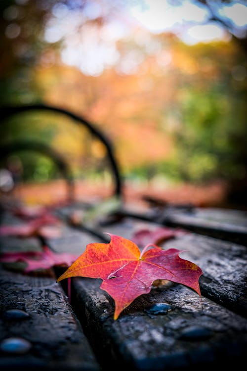 Free stock photo of autumn, autumn color, autumn colors Stock Photo