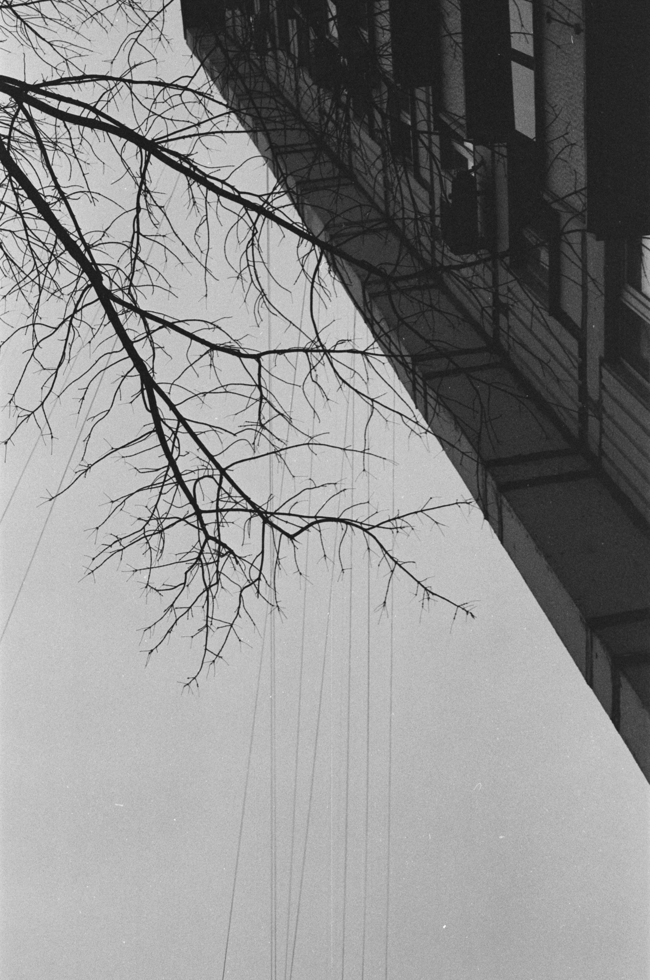 A striking black and white image of a building in Moscow with tree branches.