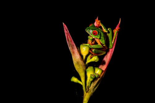 A Green Frog on Red Flower