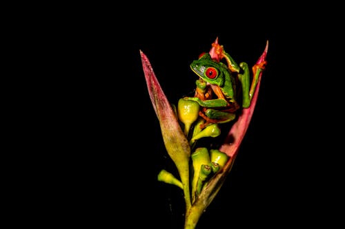 Ingyenes stockfotó állat, egzotikus, heliconia témában