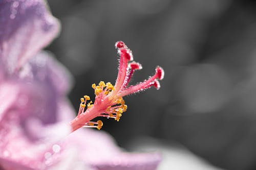 Pink Flower in Close Up Photography