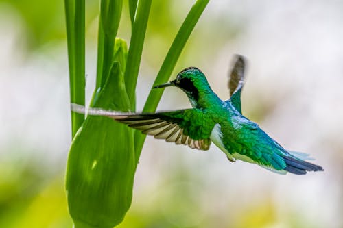 A Green and Blue Humming Bird on Green Leaf