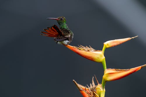 栖息, 花, 蜂鳥 的 免费素材图片