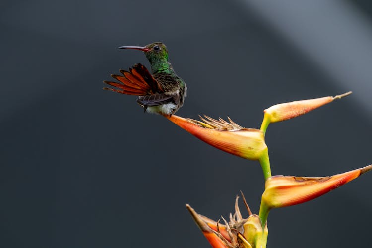 Hummingbird Perching On Flower