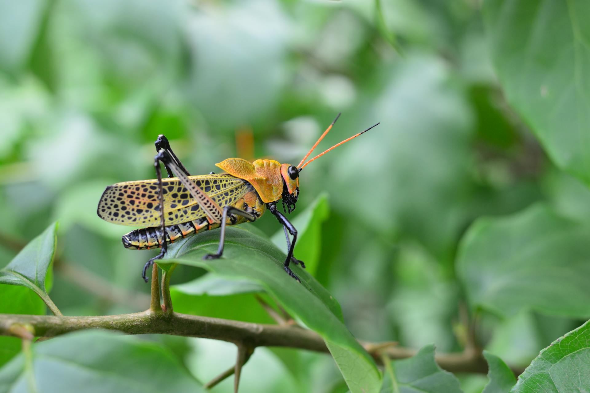 Close-up of a vibrant grasshopper perched on a leaf, showcasing detailed patterns and colors.