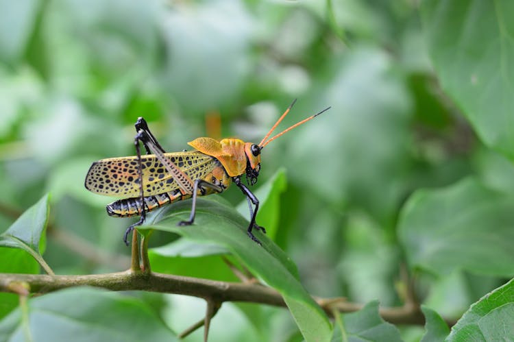 Grasshopper On Leaf