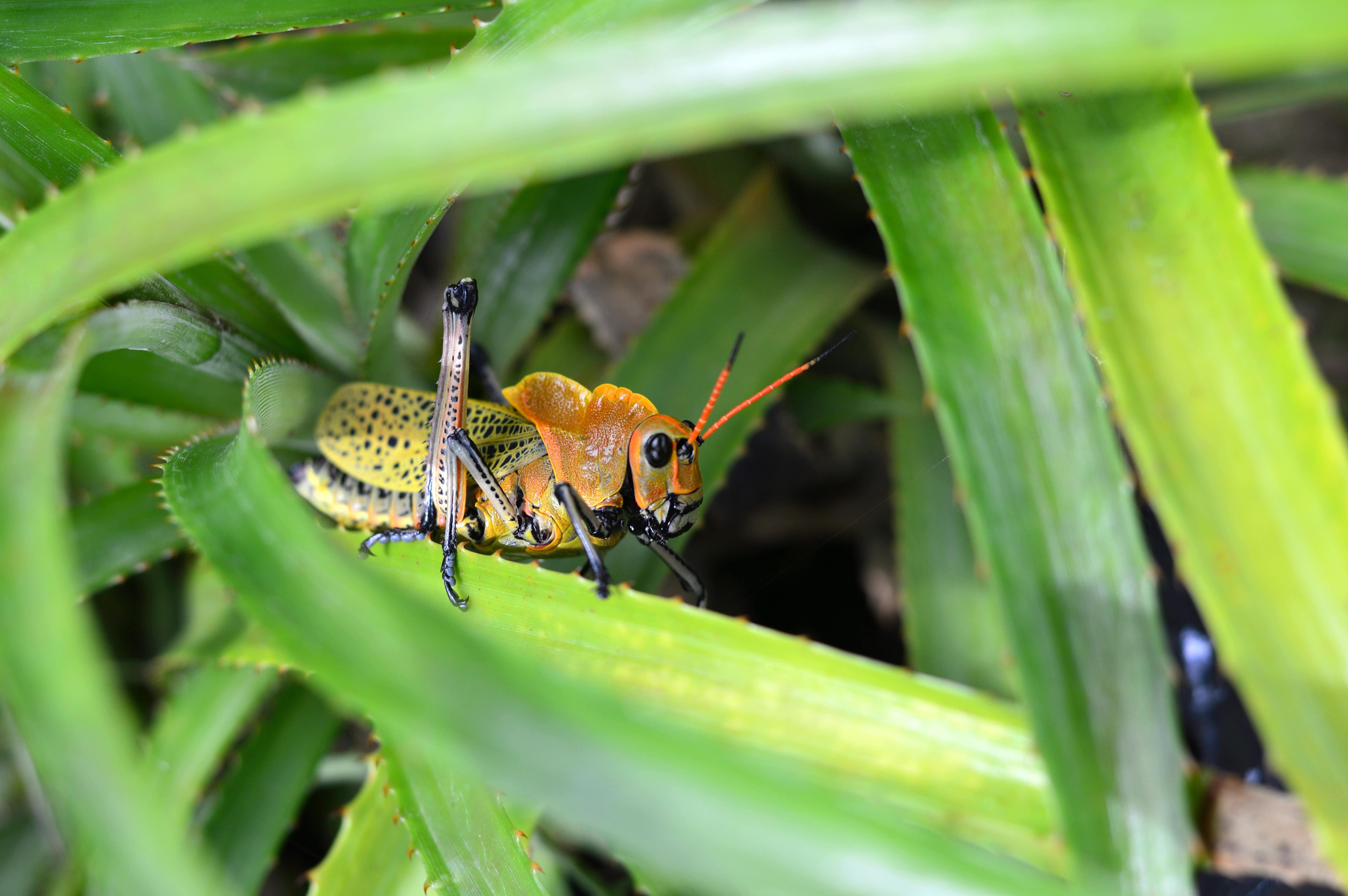 Brown and Green Grasshopper