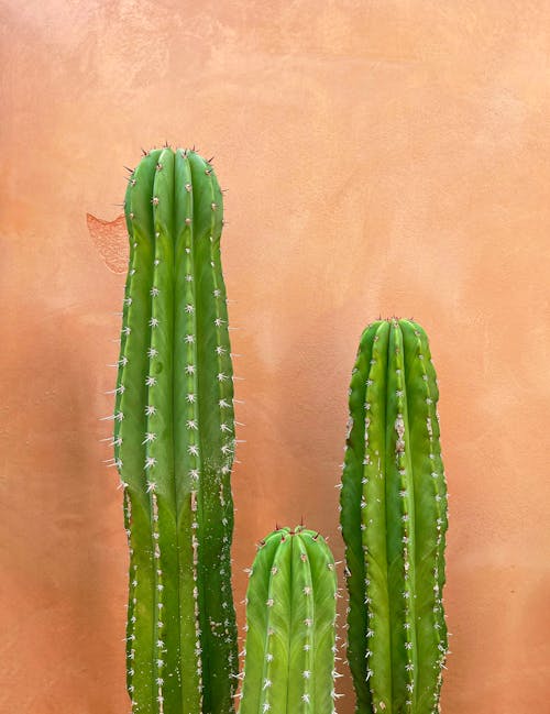 Green San Pedro Cactus