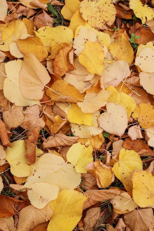 Základová fotografie zdarma na téma atmosfera de outono, padání, suché listí