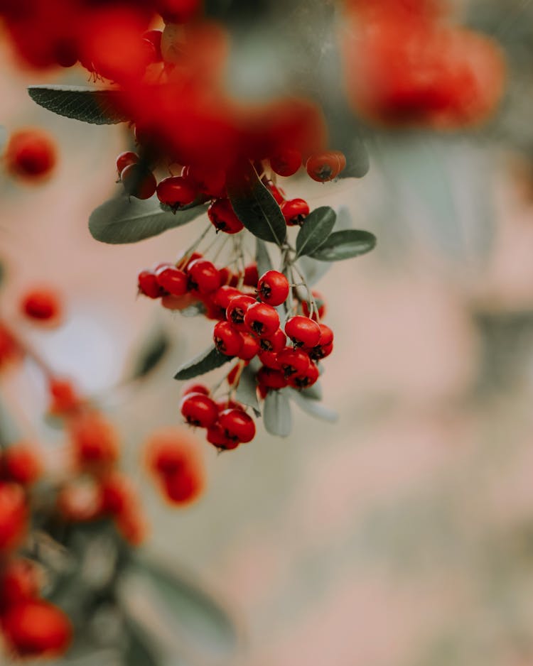 Red Chokeberries Hanging On Plant