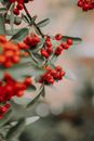 Rowan Fruits on the Tree