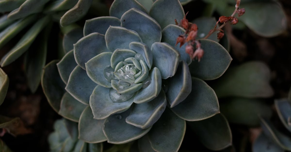 How much do you water a cactus plant