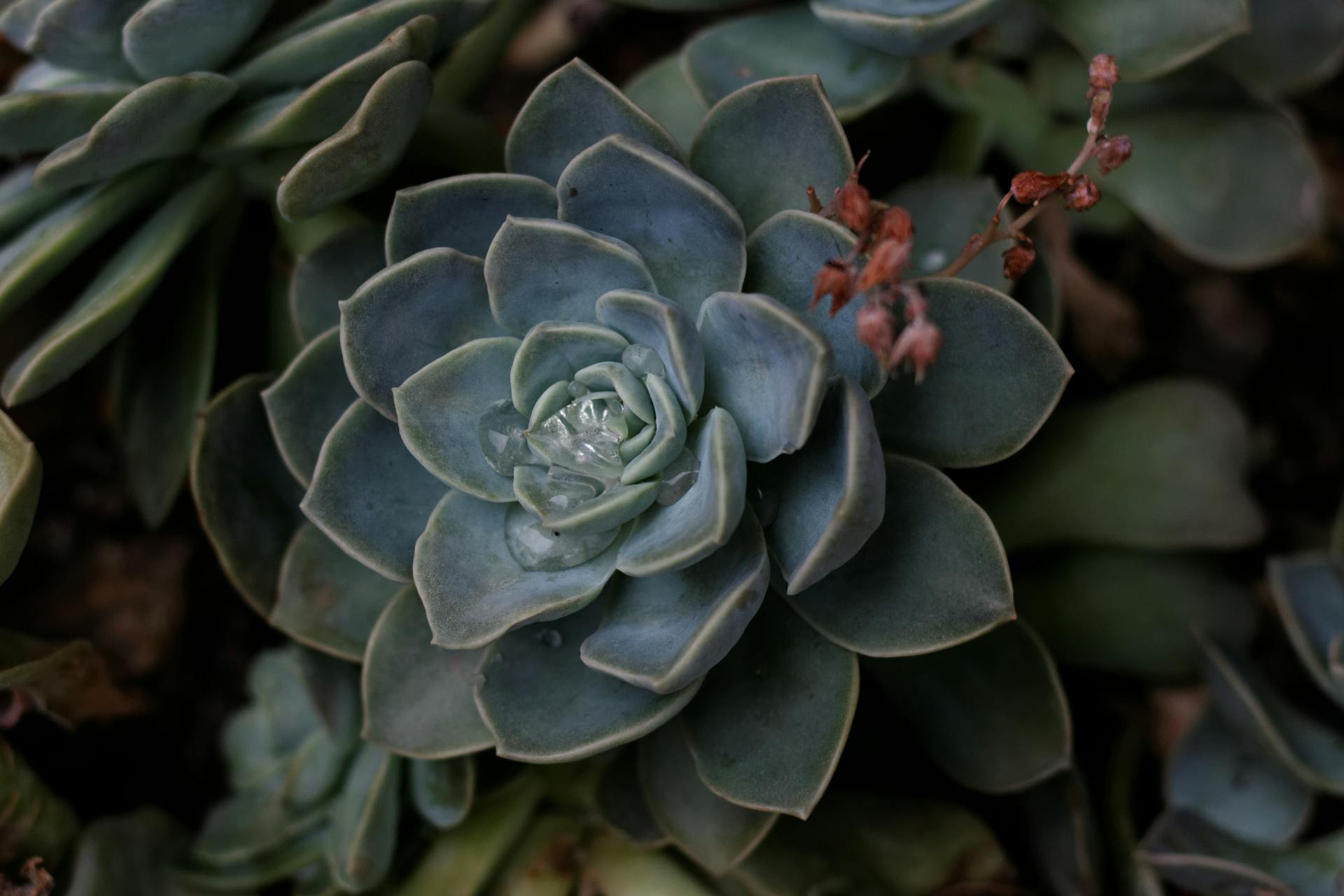 Green Succulent Plant with Water Droplets in Close Up Photography