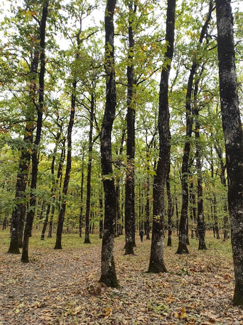 가을 숲의 무료 스톡 사진