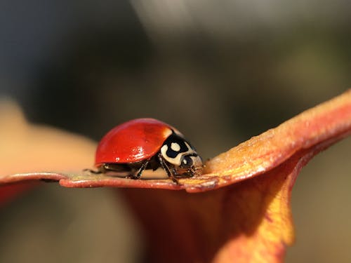 Free stock photo of catarina, insect, ladybug