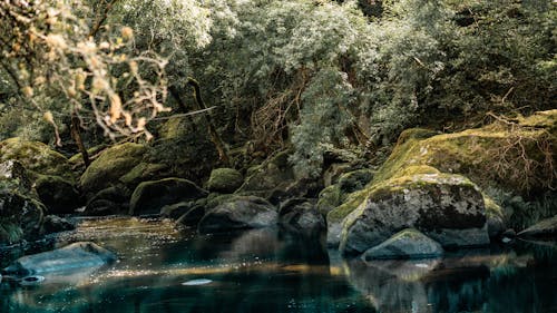 Darmowe zdjęcie z galerii z bagno, las, rzeka