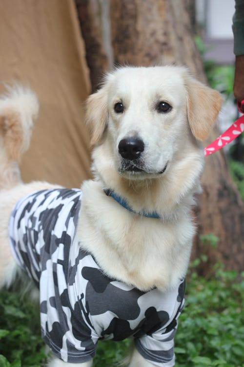 White Dog with a Leash Standing 