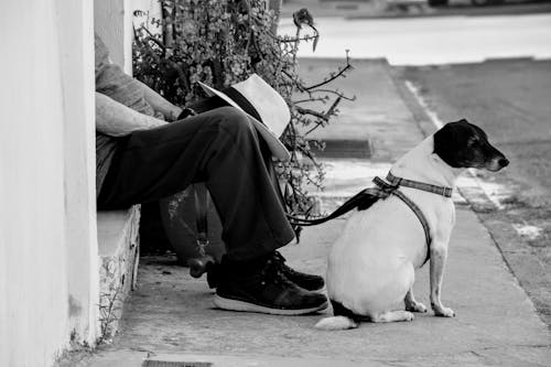 Person Sitting on the Street with a Dog