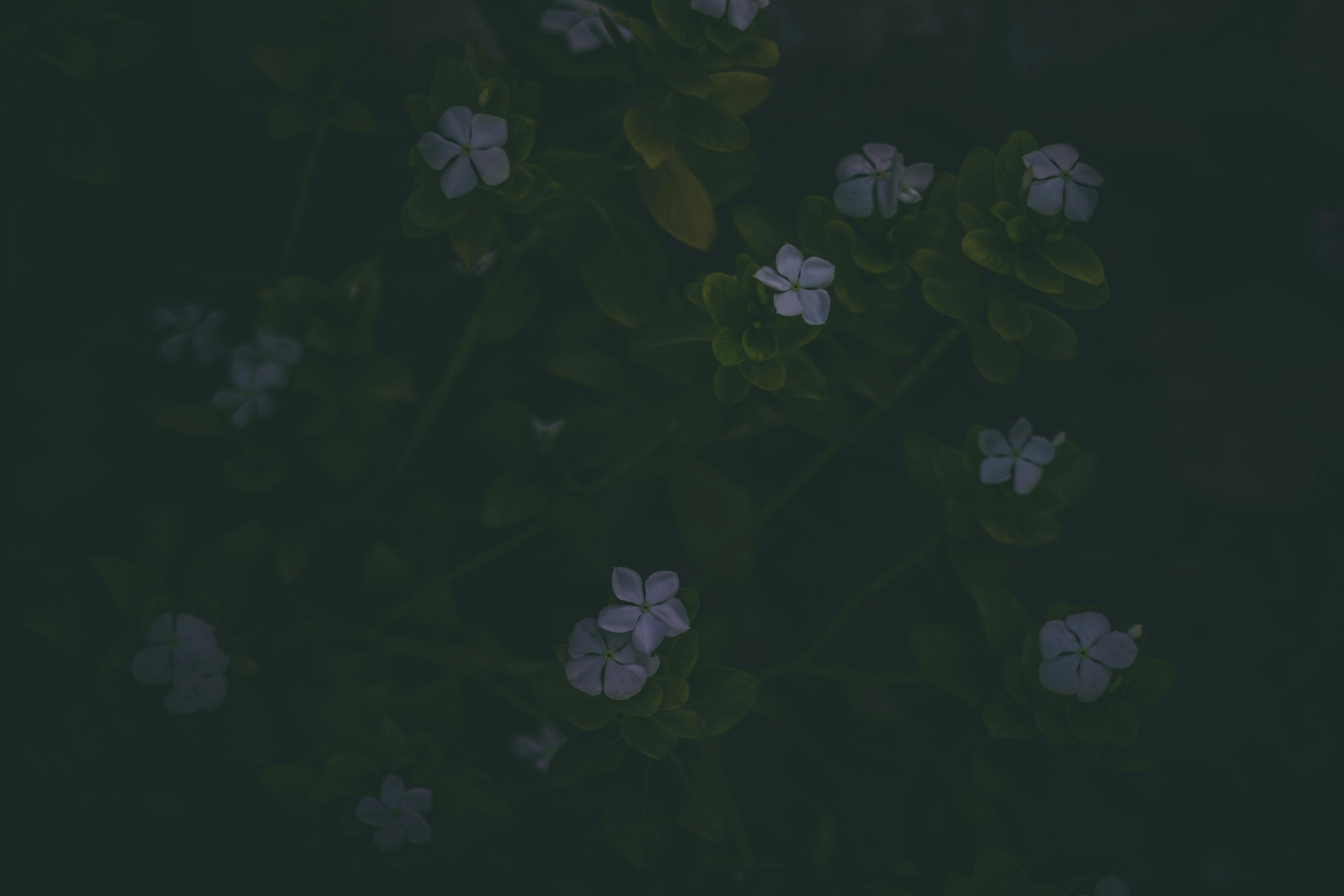 A dark and moody floral scene featuring white flowers amidst green foliage.