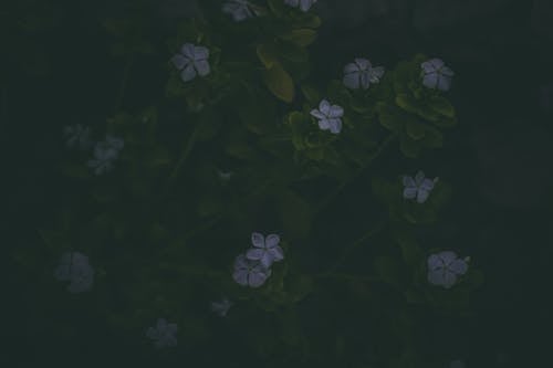Kleine Paarse Bloemen Met Groene Stengels