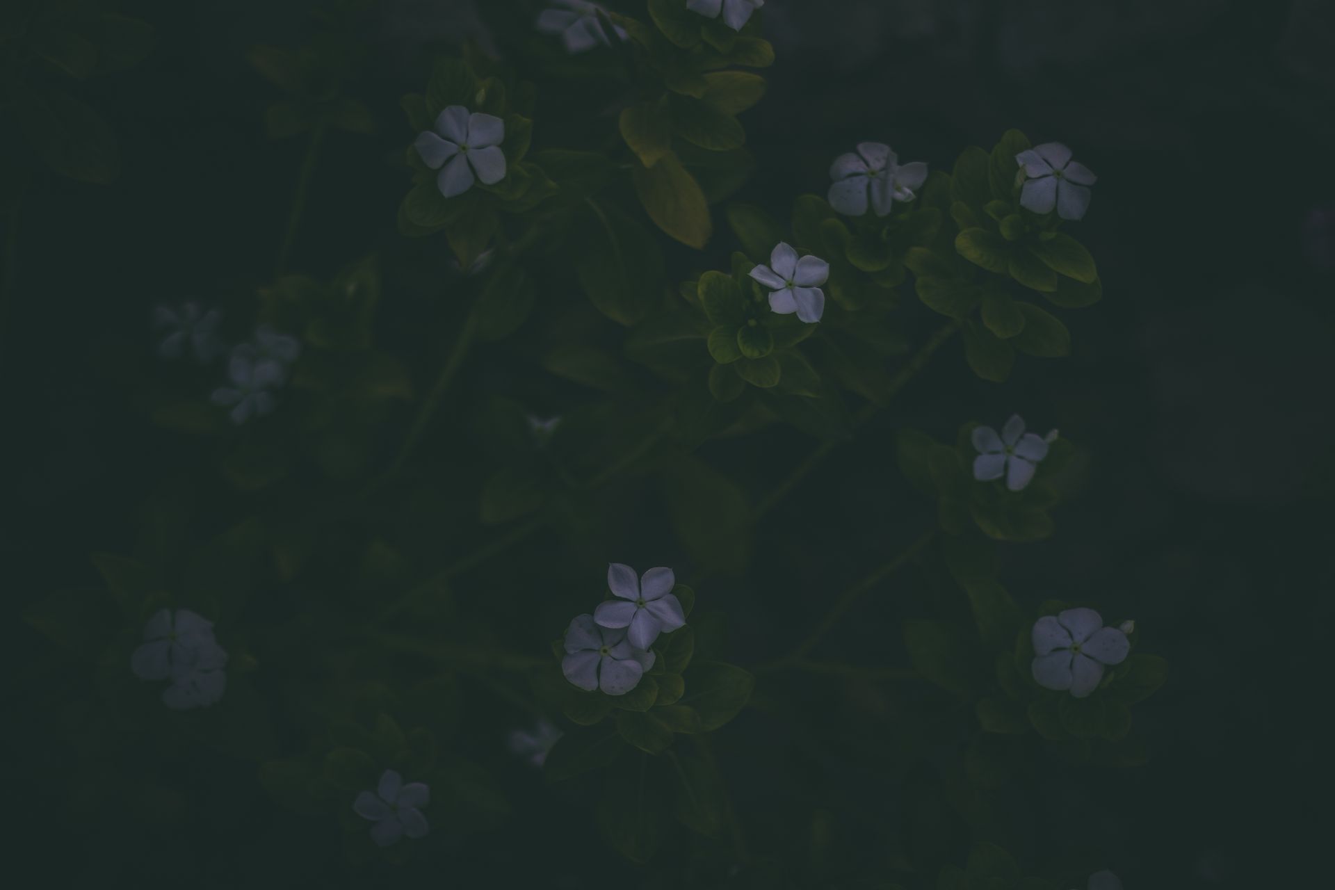 A dark and moody floral scene featuring white flowers amidst green foliage.