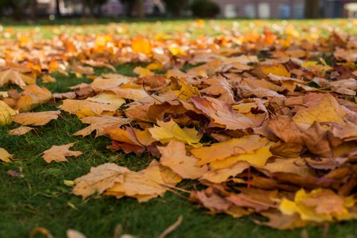 Free Vibrant fallen autumn leaves scattered on lush green grass in Grodno, capturing the essence of fall. Stock Photo