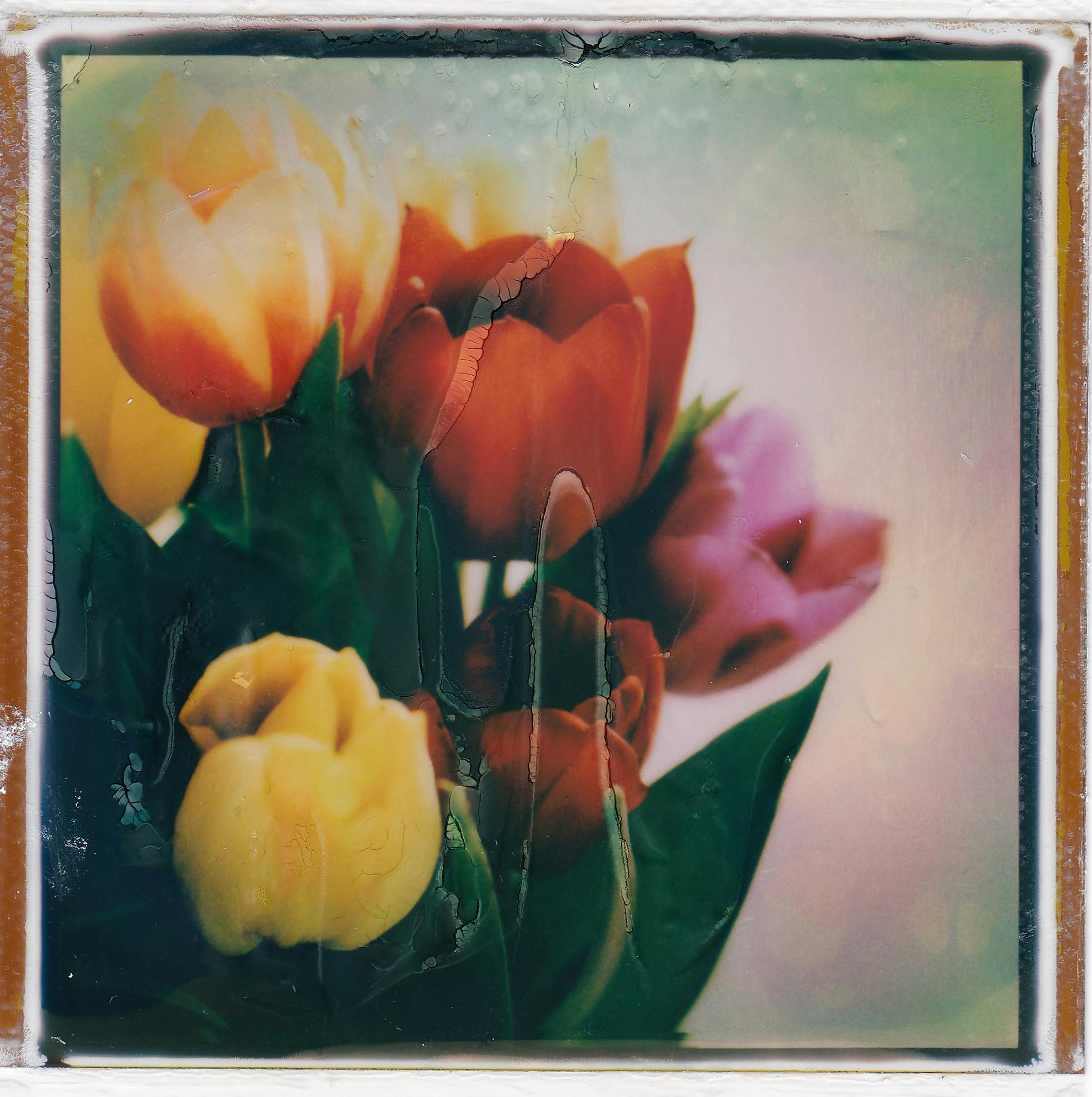 Retro style photo of a colorful tulip bouquet with artistic textures and vibrant colors.