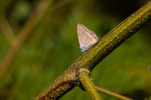 A Butterfly Perched on Stem