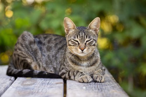 Free Serene tabby cat lounging on a rustic wooden surface against a blurred natural background. Stock Photo