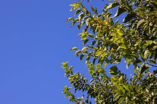 Foto profissional grátis de exuberante, folhagem, folhas