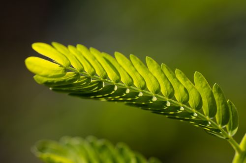 Free Detailed image of a vibrant green fern leaf basking in sunlight. Stock Photo