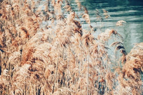 Foto Van Bruine Droge Bladeren