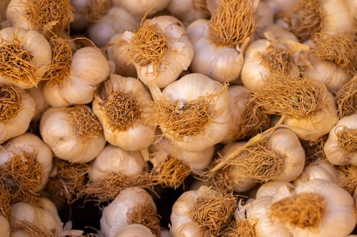Free Closeup of fresh garlic bulbs with roots, showcasing their texture and earthy tones. Stock Photo