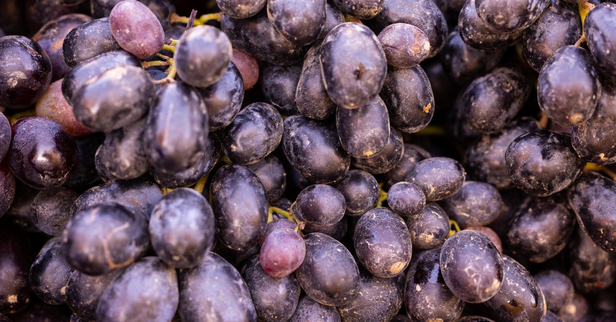 A vibrant close-up of fresh black grapes showcasing their ripe and juicy appearance, perfect for harvest season. - Evidence evidence guide for grape seed oxidative stress randomized trial