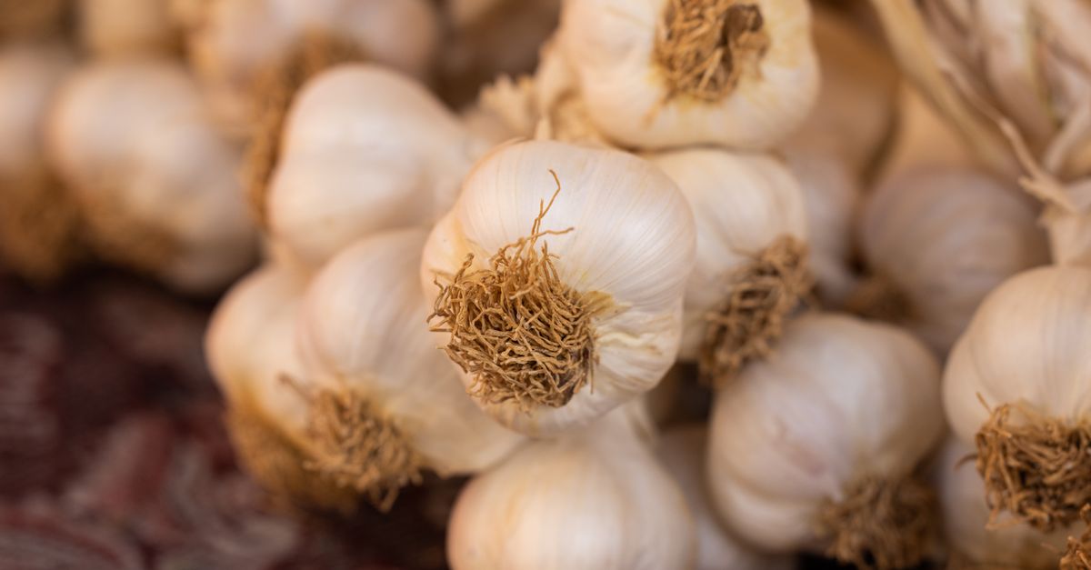 garlic