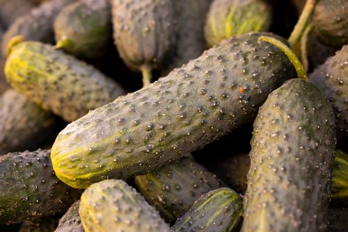 Free Close-up of fresh, organic cucumbers at harvest, showcasing their texture and vibrant green color. Stock Photo