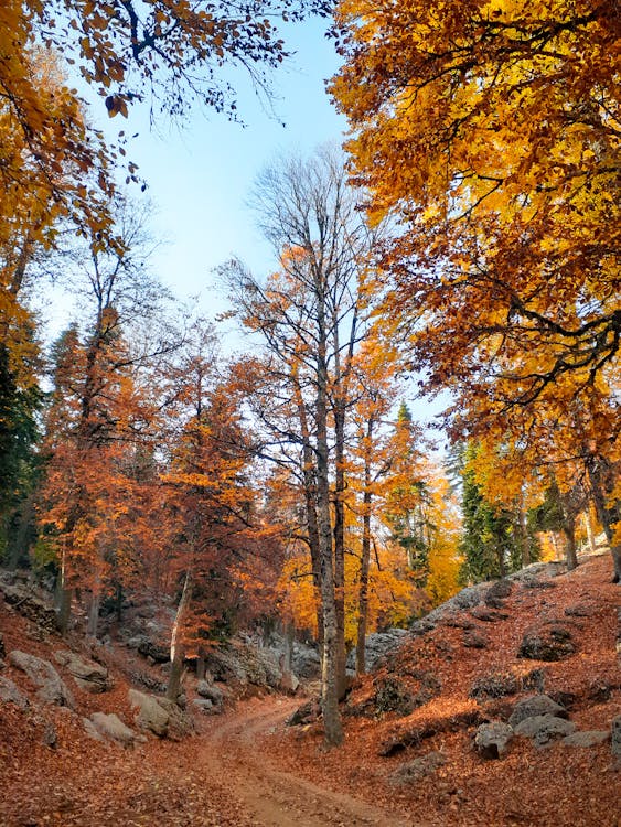 Free Brown and Green Trees Under the Sky Stock Photo