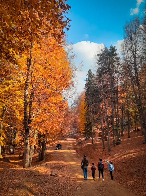 Bezpłatne Darmowe zdjęcie z galerii z chodzenie, jesień, kolory Zdjęcie z galerii