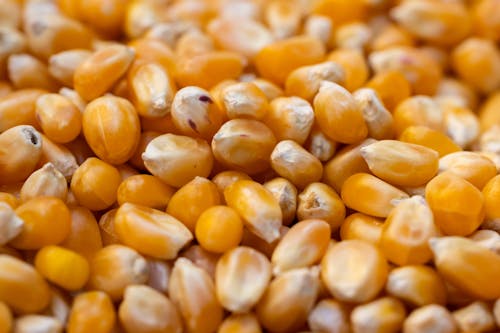 Free Natural Yellow Dried Corn Stock Photo