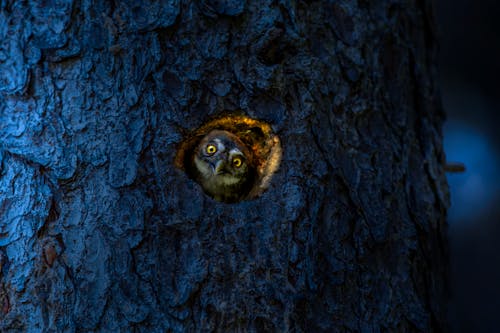 An Owl Inside a Hole of a Tree Trunk