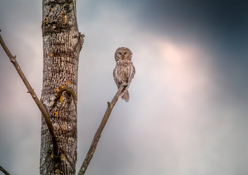 A Ural Owl Perched on a Tree Branch