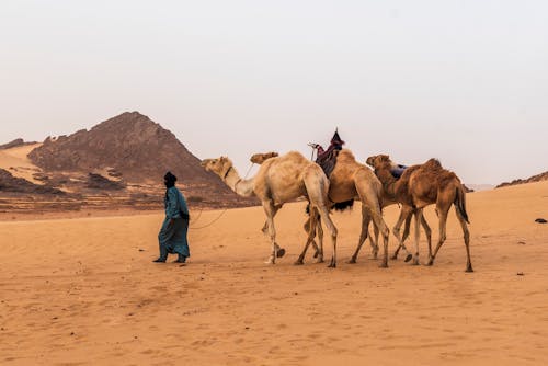 Free stock photo of adventure, arabian camel, arid