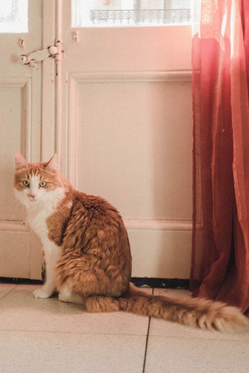 A Cute Cat Sitting Near the Door